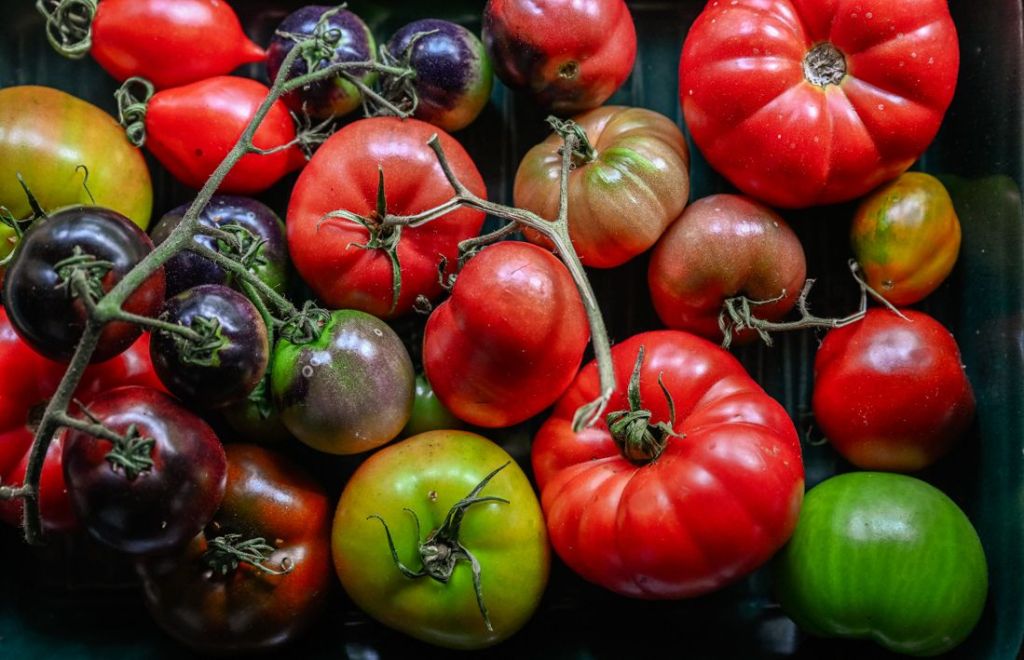Vilka tomater ska man odla? | Farbror Grön